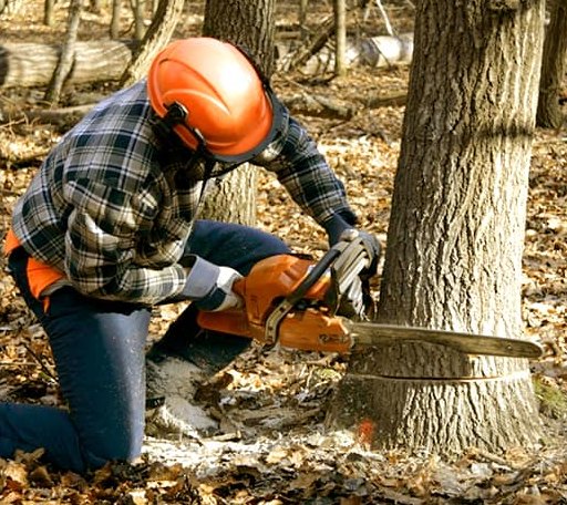Tree Removal in Raysal, WV